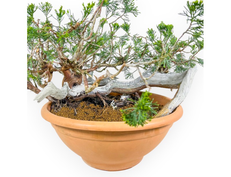 Juniperus Sabina - Wacholder - 45 cm