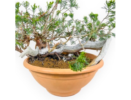 Juniperus Sabina - Juniper - 45 cm