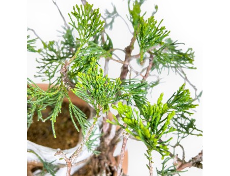 Juniperus Sabina - Ginepro - 45 cm
