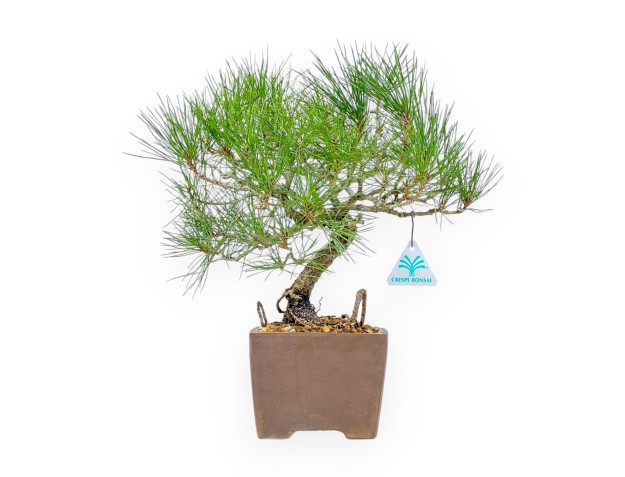 Pinus Thunbergii - Zwart Den - 37 cm
