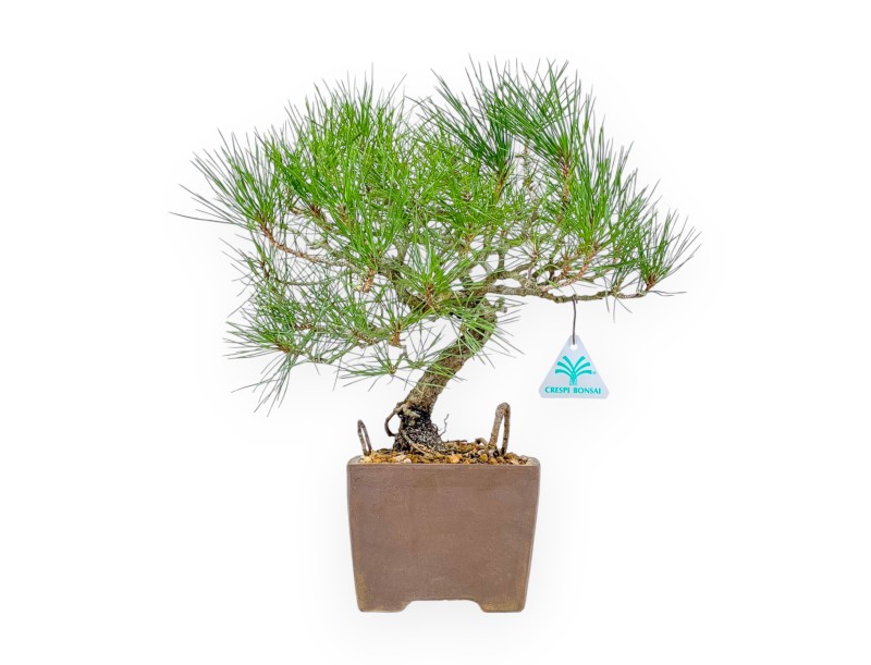 Pinus Thunbergii - Black Pine - 37 cm