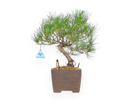 Pinus Thunbergii - Pin Noir - 37 cm