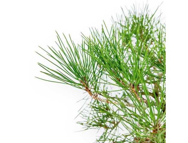 Pinus Thunbergii - Pino Nero - 37 cm 2