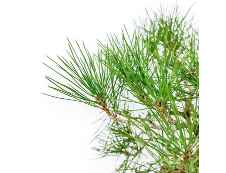 Pinus Thunbergii - Pino Nero - 37 cm