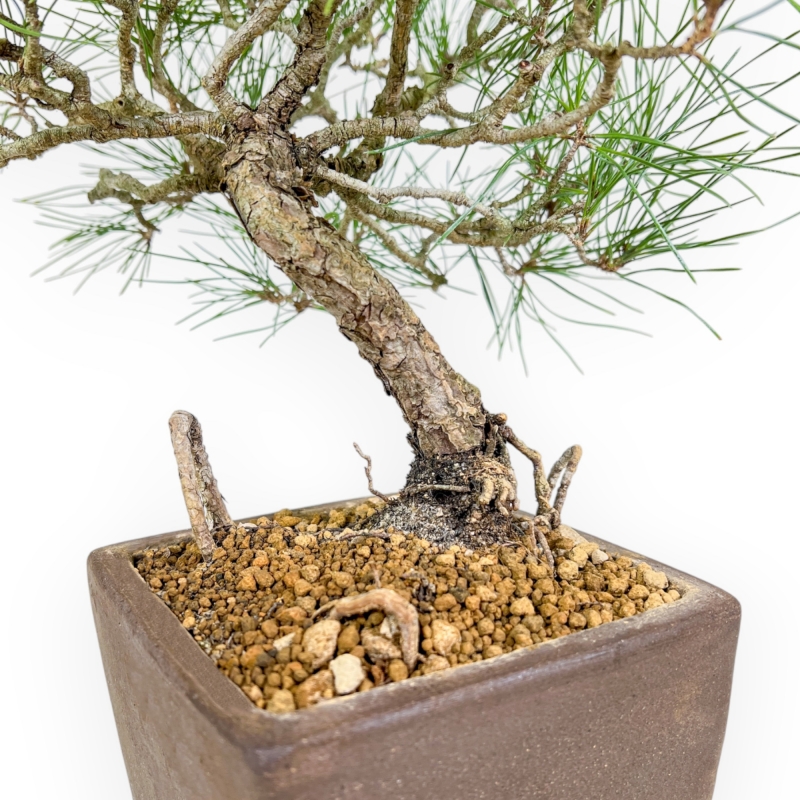 Pinus Thunbergii - Black Pine - 37 cm