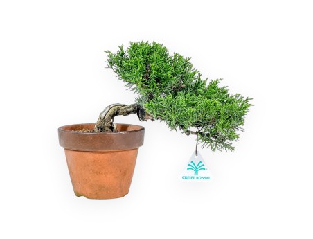 Juniperus Chinensis Itoigawa - Juniper - 22 cm