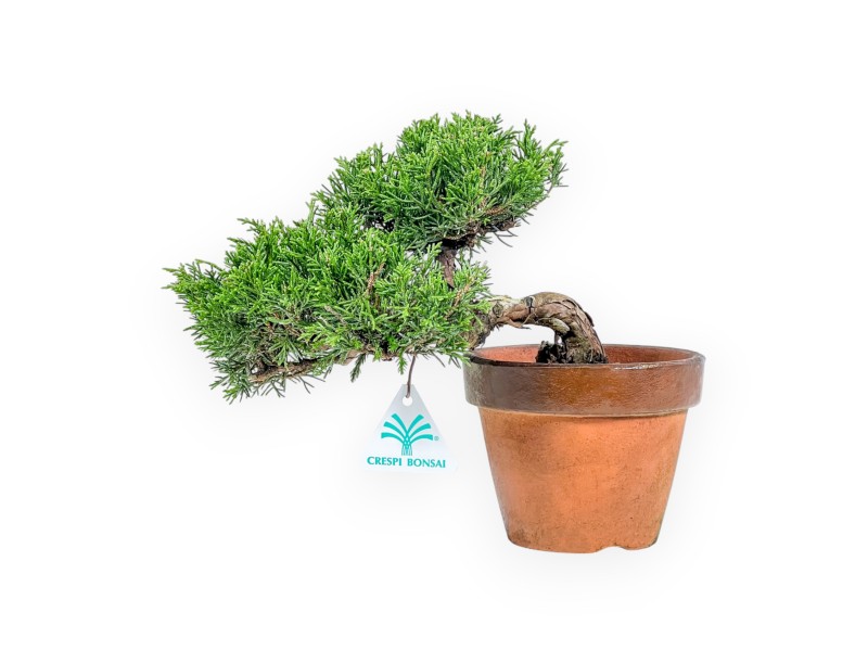 Juniperus Chinensis Itoigawa - Genévrier - 22 cm