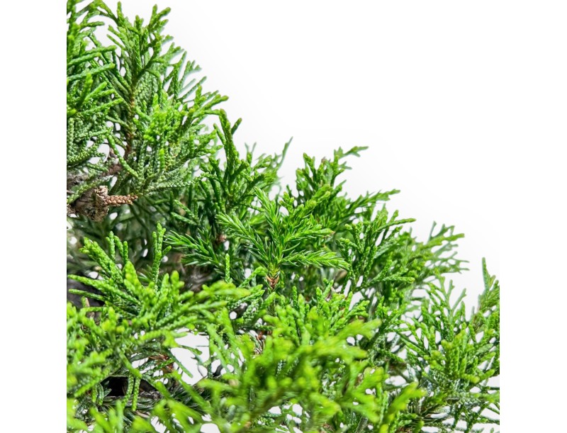 Juniperus Chinensis Itoigawa - Enebro - 22 cm
