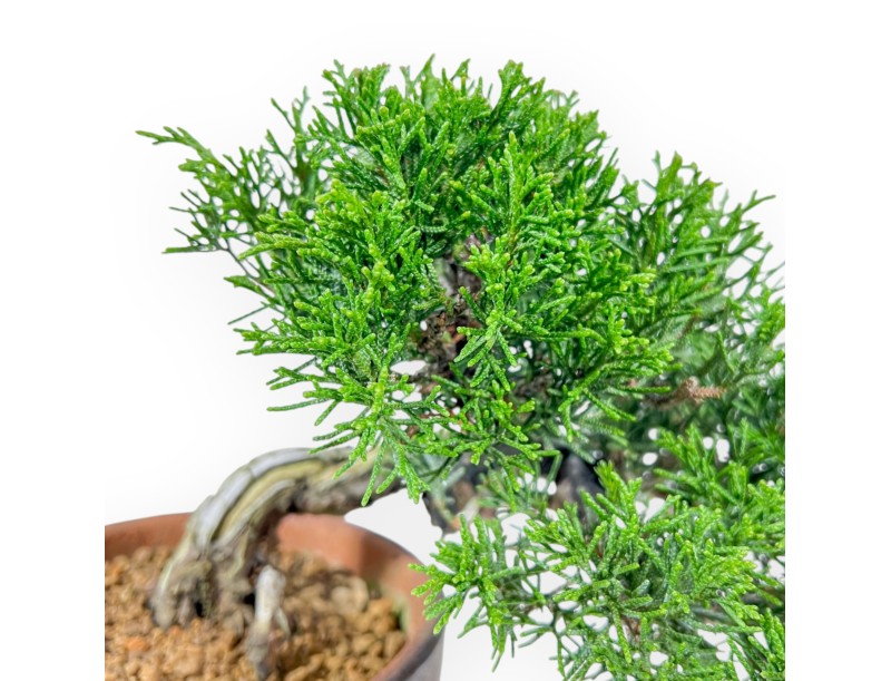 Juniperus Chinensis Itoigawa - Juniper - 22 cm
