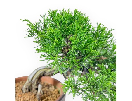 Juniperus Chinensis Itoigawa - Genévrier - 22 cm