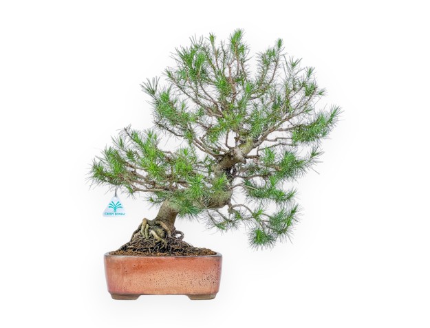 Pinus Halepensis - Aleppo Den - 50 cm