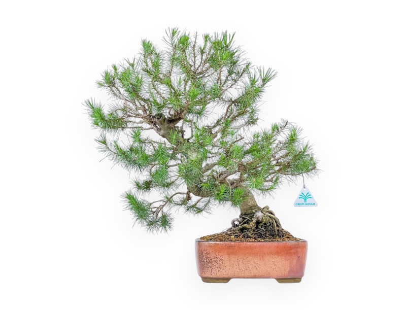Pinus Halepensis - Aleppo Kiefern - 50 cm