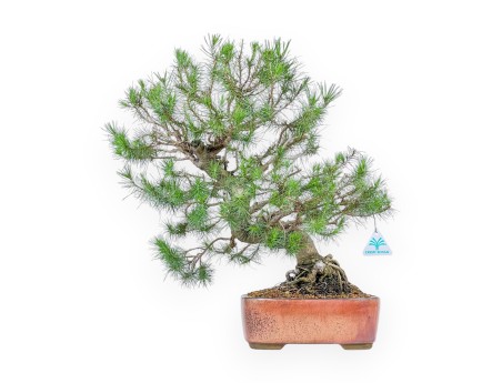 Pinus Halepensis - Aleppo Den - 50 cm
