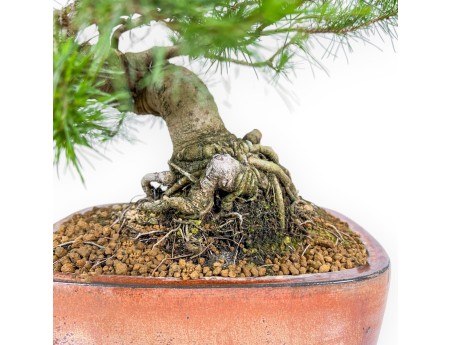 Pinus Halepensis - Aleppo Den - 50 cm