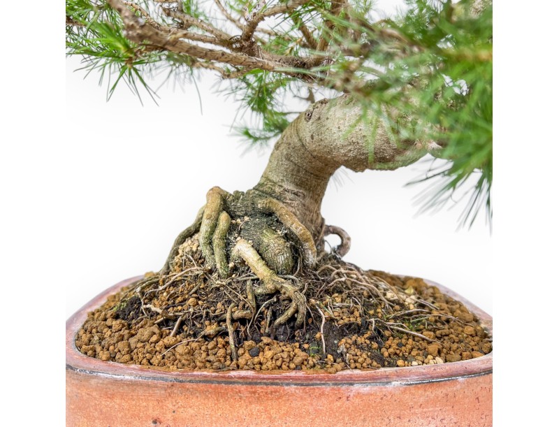 Pinus Halepensis - Aleppo Kiefern - 50 cm