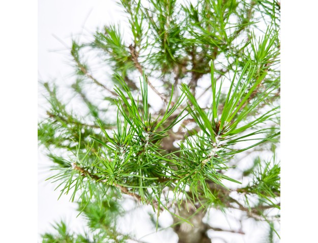 Pinus Halepensis - Aleppo Kiefern - 50 cm 2