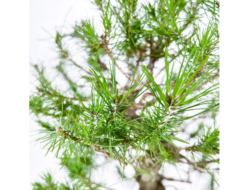 Pinus Halepensis - Aleppo Den - 50 cm