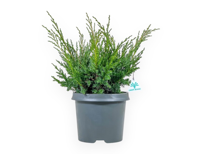 Juniperus Chinensis Blaauw - Enebro - 44 cm