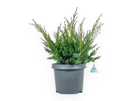 Juniperus Chinensis Blaauw - Genévrier - 44 cm
