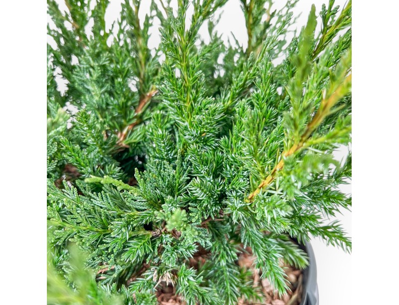 Juniperus Chinensis Blaauw - Ginepro - 44 cm