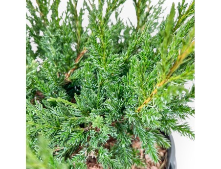 Juniperus Chinensis Blaauw - Ginepro - 44 cm