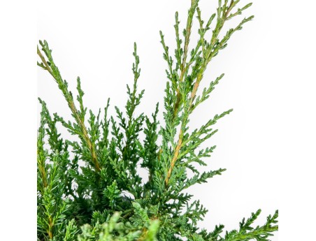 Juniperus Chinensis Blaauw - Enebro - 44 cm