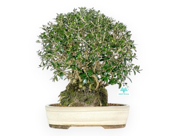 Olea Europaea Sylvestris - European Olive - 45 cm