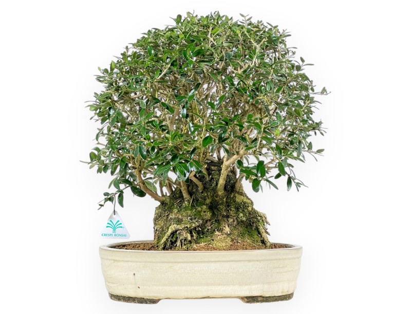 Olea Europaea Sylvestris - Olivo - 45 cm