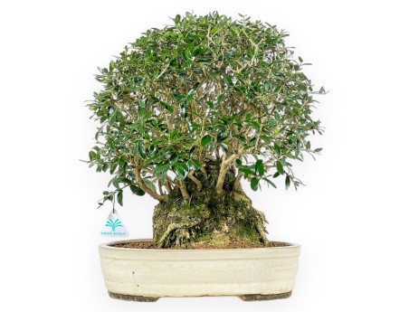 Olea Europaea Sylvestris - Olivo - 45 cm