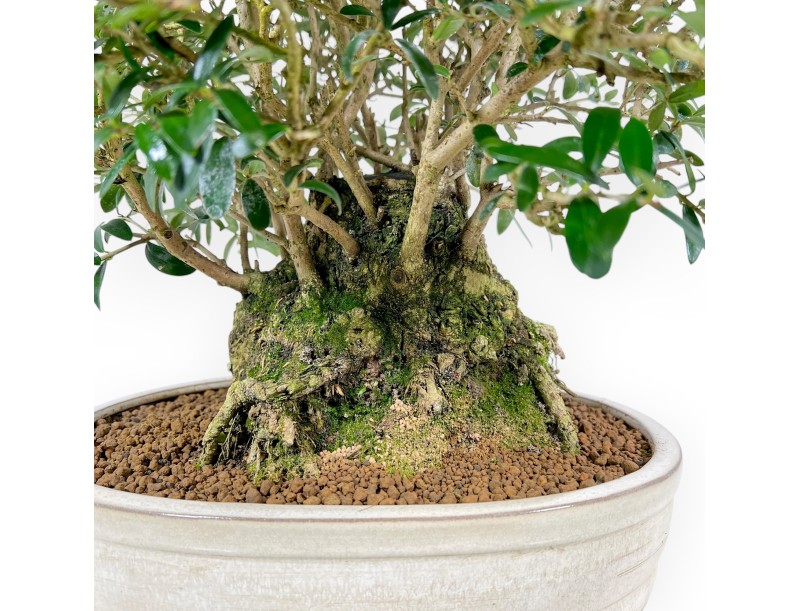 Olea Europaea Sylvestris - European Olive - 45 cm