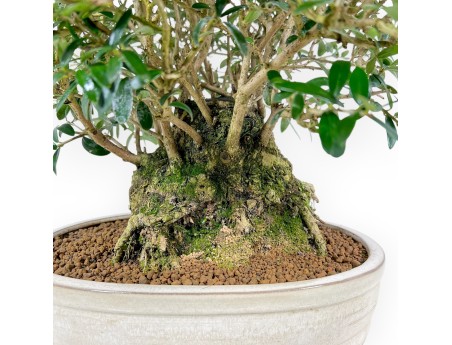 Olea Europaea Sylvestris - Olivo - 45 cm