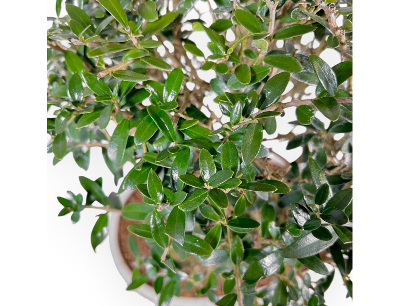Olea Europaea Sylvestris - Olivo - 45 cm