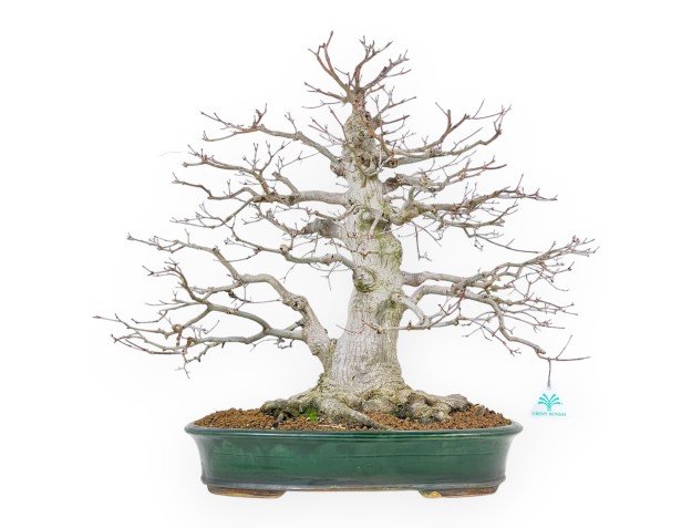 Acer Palmatum Viridis - Arce - 53 cm