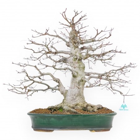 Acer Palmatum Viridis - Ahorne - 53 cm