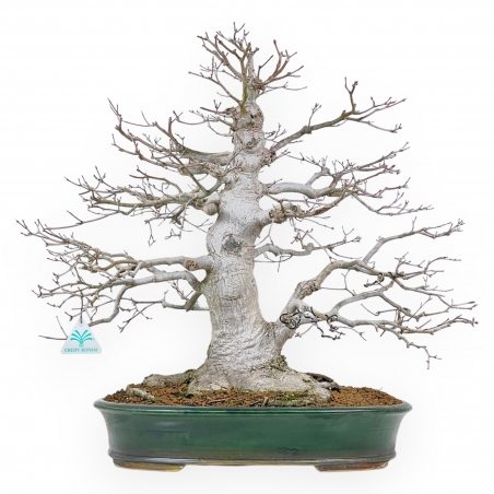 Acer Palmatum Viridis - Érable - 53 cm