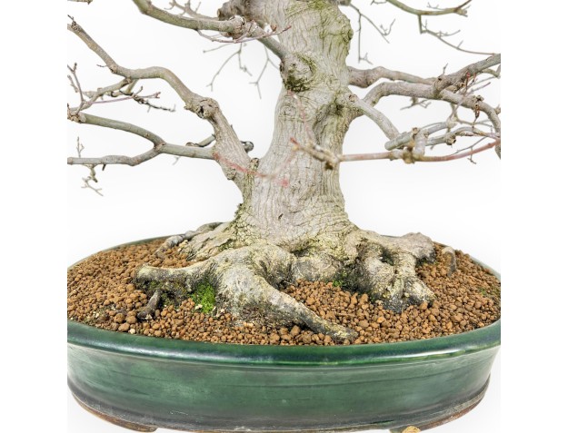 Acer Palmatum Viridis - Acero - 53 cm 2