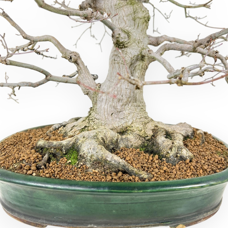 Acer Palmatum Viridis - Maple - 53 cm