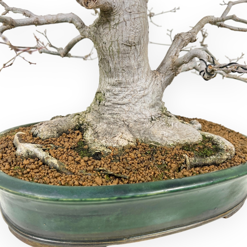 Acer Palmatum Viridis - Ahorne - 53 cm