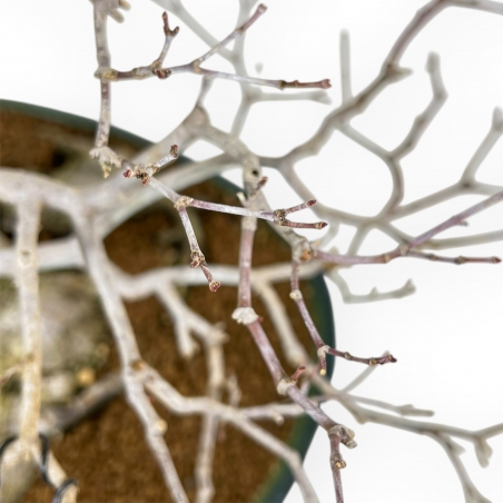 Acer Palmatum Viridis - Maple - 53 cm