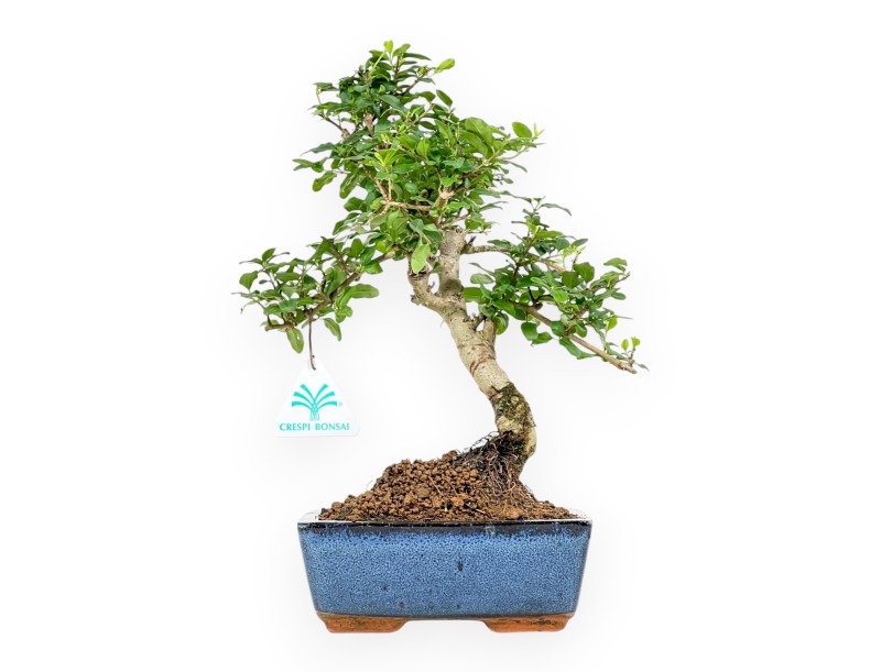 Ligustrum - Liguster - 35 cm