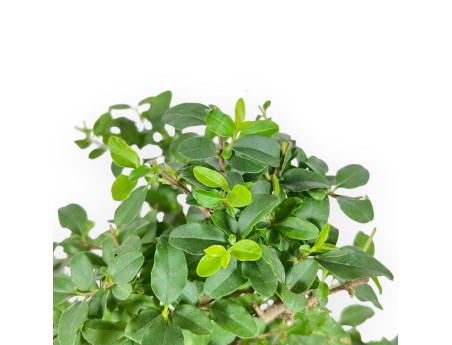 Ligustrum - Ligustro - 35 cm