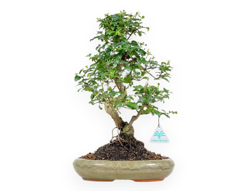 Ligustrum - Troène - 41 cm