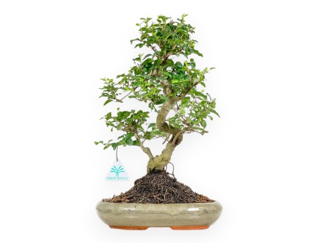 Ligustrum - Troène - 41 cm