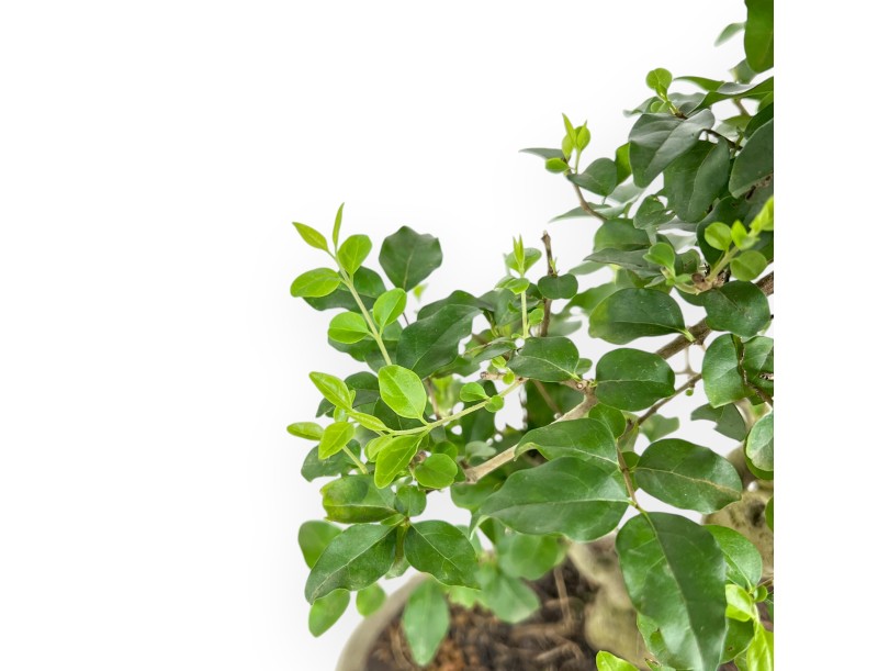 Ligustrum - Privet - 41 cm