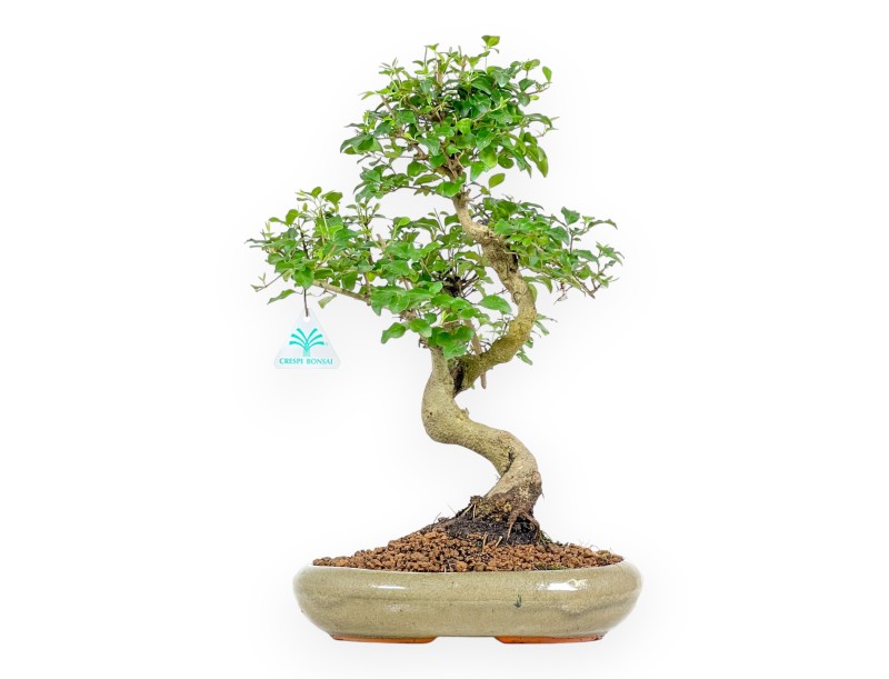 Ligustrum - Troène - 41 cm