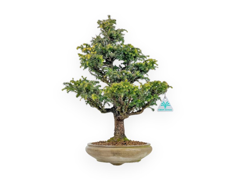 Cryptomeria Japonica - 41 cm