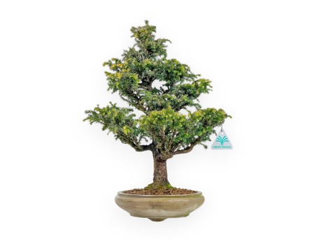 Cryptomeria Japonica - 41 cm