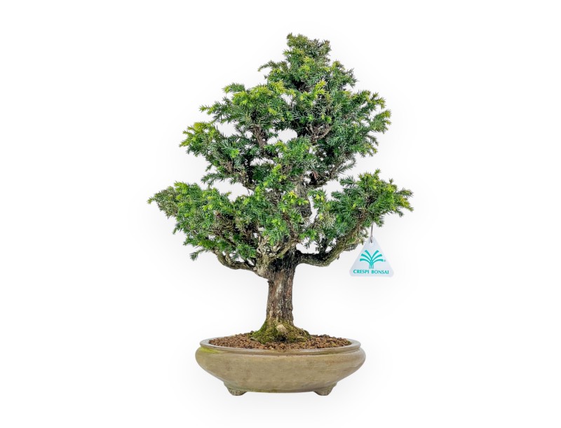 Cryptomeria Japonica - 41 cm