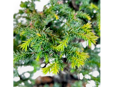 Cryptomeria Japonica - 41 cm