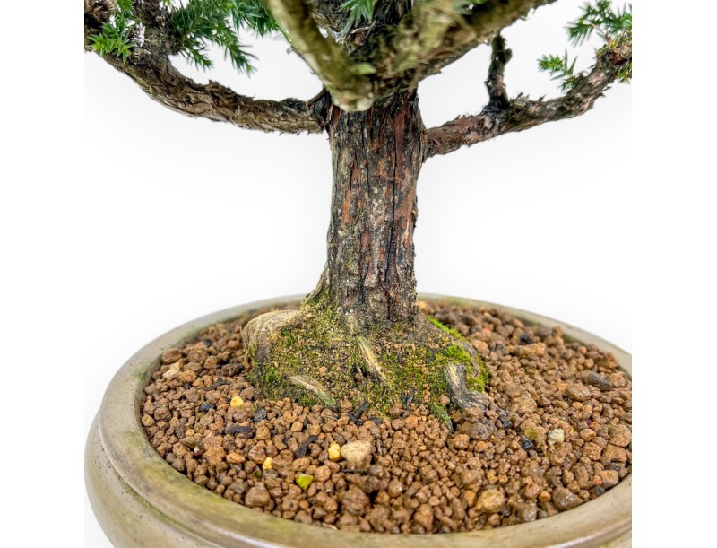 Cryptomeria Japonica - 41 cm